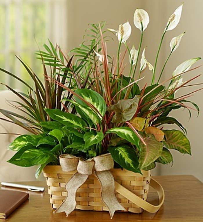 Dish Garden Classic
