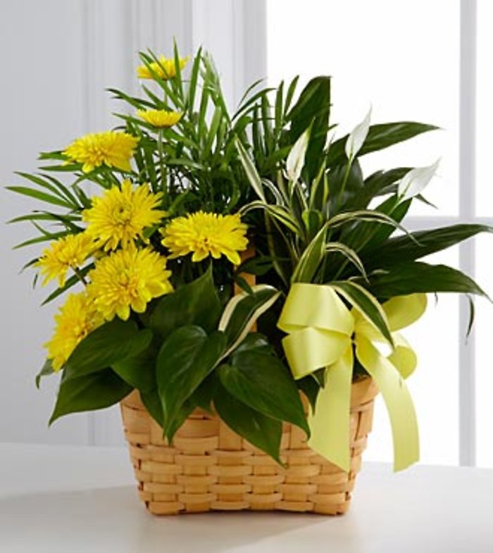 Loving Light Dishgarden (similar plants and basket may be used)