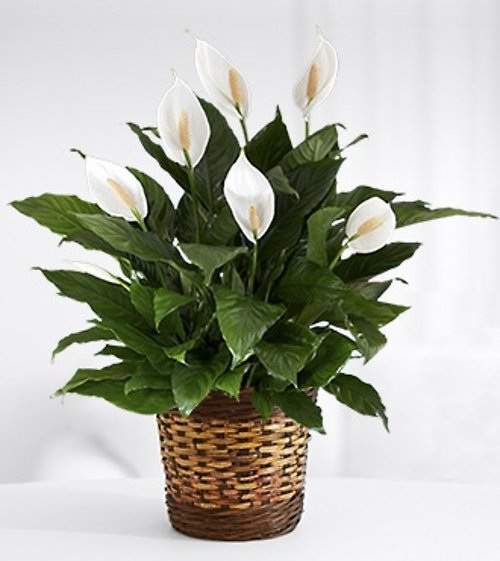 Perfect Peace Lily